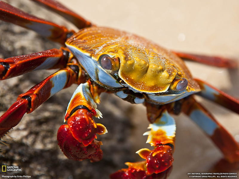 Sally Lightfoot Crab Galapagos Islands-National Geographic, HD wallpaper