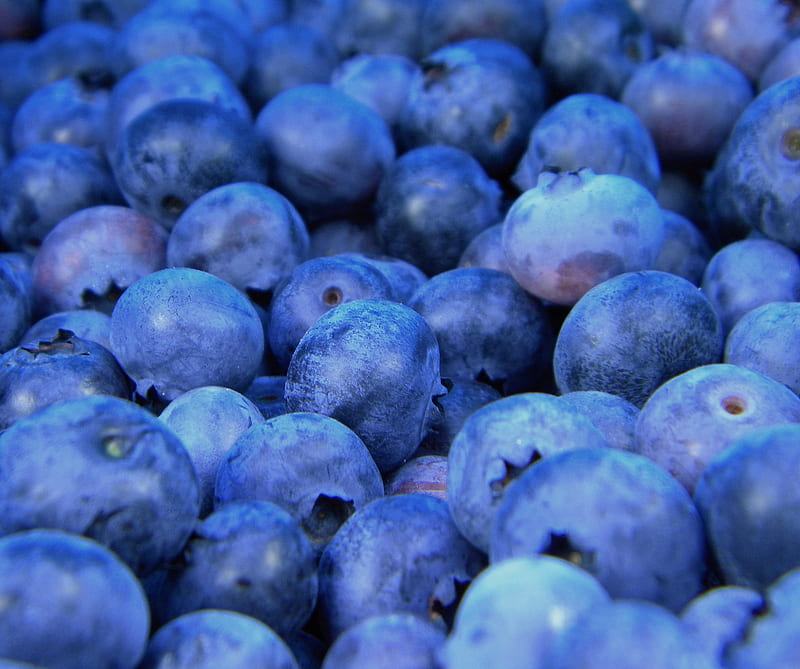 Blueberries, blue, blueberry, fun, july, summer blue, HD wallpaper