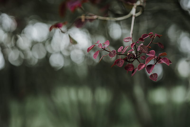 leaves, branch, macro, blur, HD wallpaper