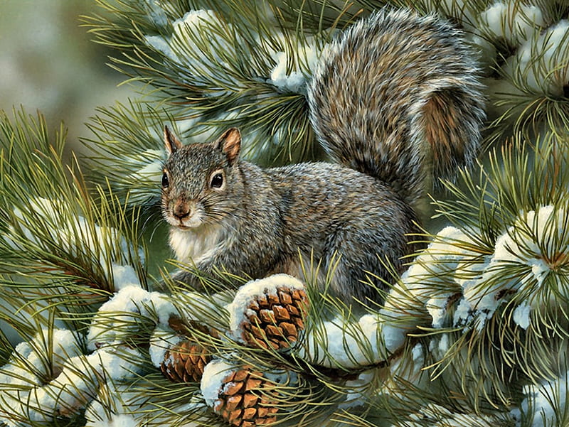 Grey Squirrel F2, art, squirrel, pinecone, bonito, illustration, artwork, winter, snow, painting, wide screen, wildlife, four seasons, scenery, landscape, HD wallpaper