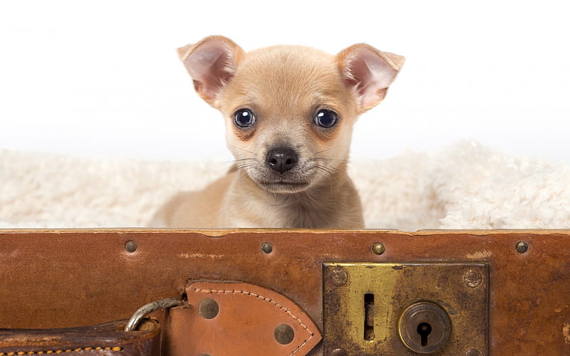 Chihuahua, small light brown puppy, cute animals, puppy in suitcase, pets, dogs, HD wallpaper