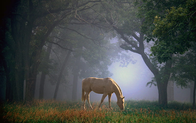 beautiful horse, forest, morning, fog, brown horse, trees, HD wallpaper