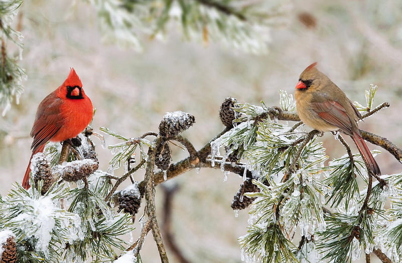 ice storm, red, bird, branch, cardinal, HD wallpaper