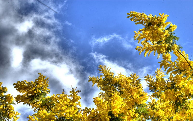 mimosa, sky, HD wallpaper