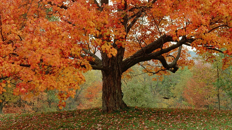 Autumn tree, tree, autumn, big, orange, HD wallpaper