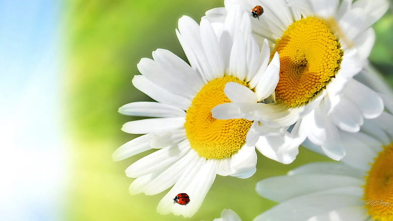 Daisy Ladybugs, shasta, wild flowers, fresh, spring, ladybug, green, summer, chamomile, flowers, lady bug, daisy, HD wallpaper