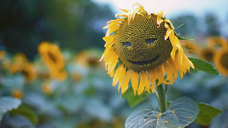 Sunflower Smiley, sunflower, smiling, HD wallpaper