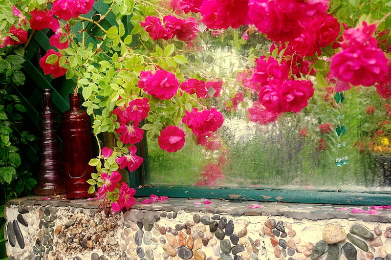 Rainy day, pretty, window, flowers, day, bonito, drops, rain, roses, HD wallpaper