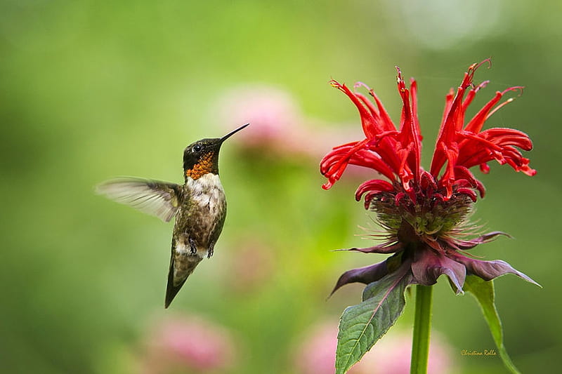 Ruby-Throated Hummingbird, blossom, bird, painting, flowers, artwork, HD wallpaper