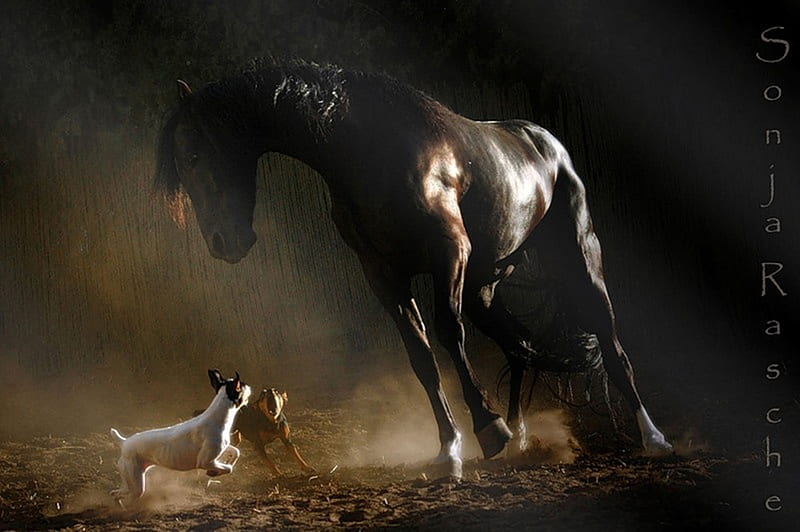Time For Fun, black, andalusian, bay, horses, spanish, dog, HD wallpaper