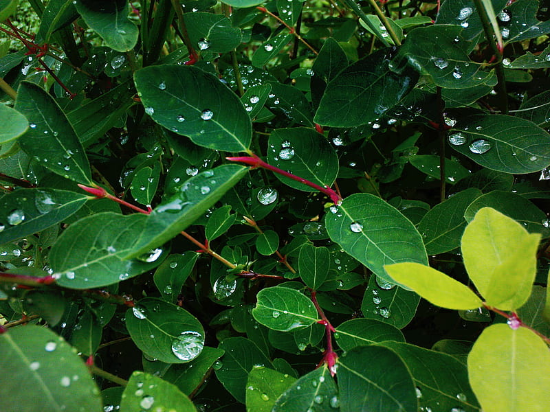 Silver Drops, forest, droplet, dew, drops, silver, leaf, leaves, green, bush, green leaves, HD wallpaper
