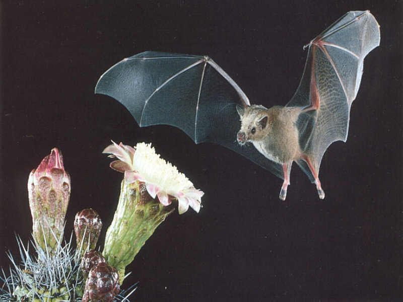 A Flying Bat, a, animals, flying, bat, HD wallpaper