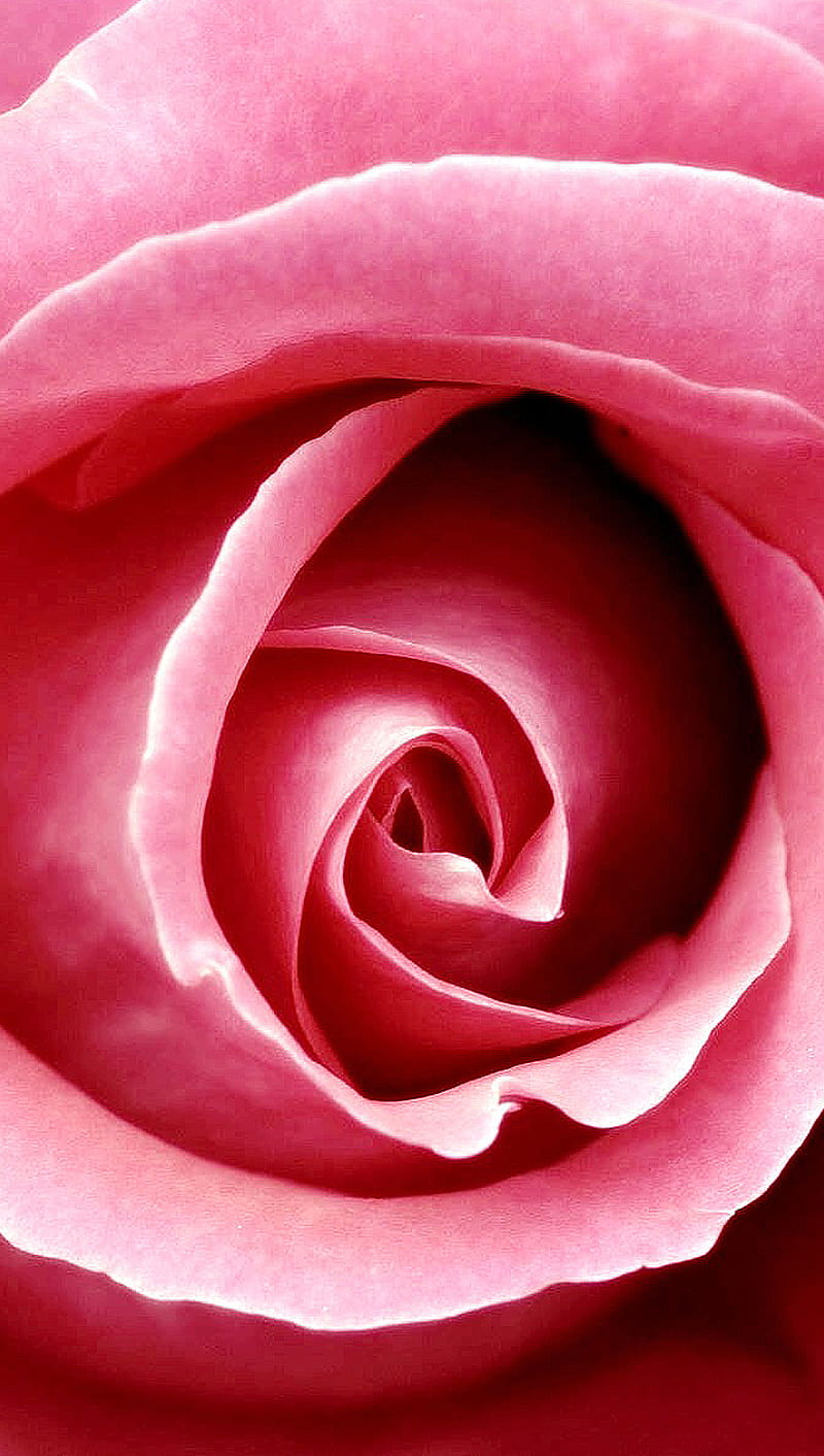 Pink rose 2, flower, love, petals, HD phone wallpaper