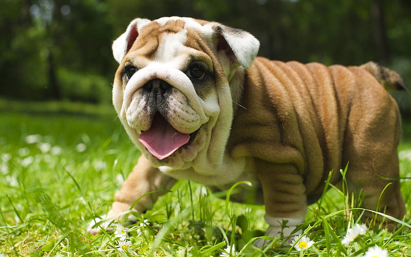English Bulldog, lawn, happy dog, cute animals, pets, English Bulldog Dogs, funny dog, HD wallpaper