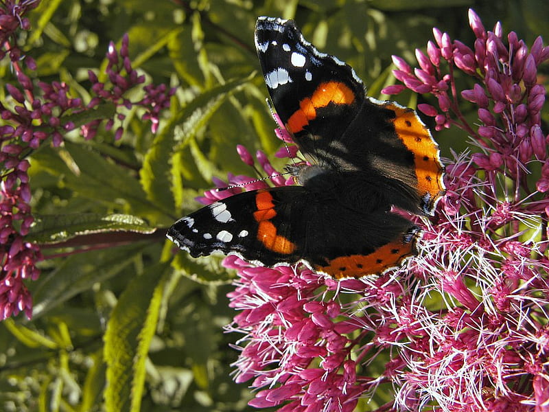 Admiral, butterfly, black and orange, flowers, pink, white tips, HD wallpaper