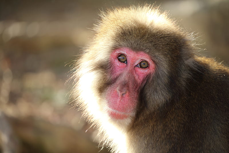 Monkeys, Japanese Macaque, Japanese macaque, Monkey, Primate, Wildlife, HD wallpaper