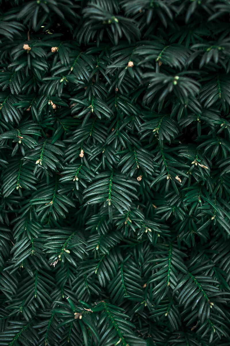 bush, leaves, plant, green, HD phone wallpaper