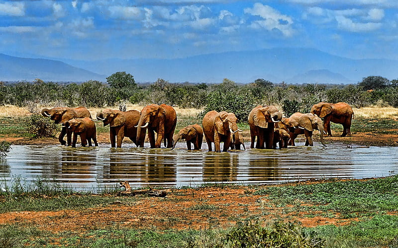 elephants, herd, family, desert, savanna, lake, waterpipe, little elephant, Africa, safari, ecosystem, South Africa, HD wallpaper