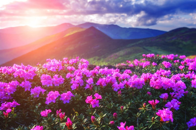 Mountain Top Rhododendron, sun, mountains, rhododendron, summer, flowers, clouds, sky, HD wallpaper