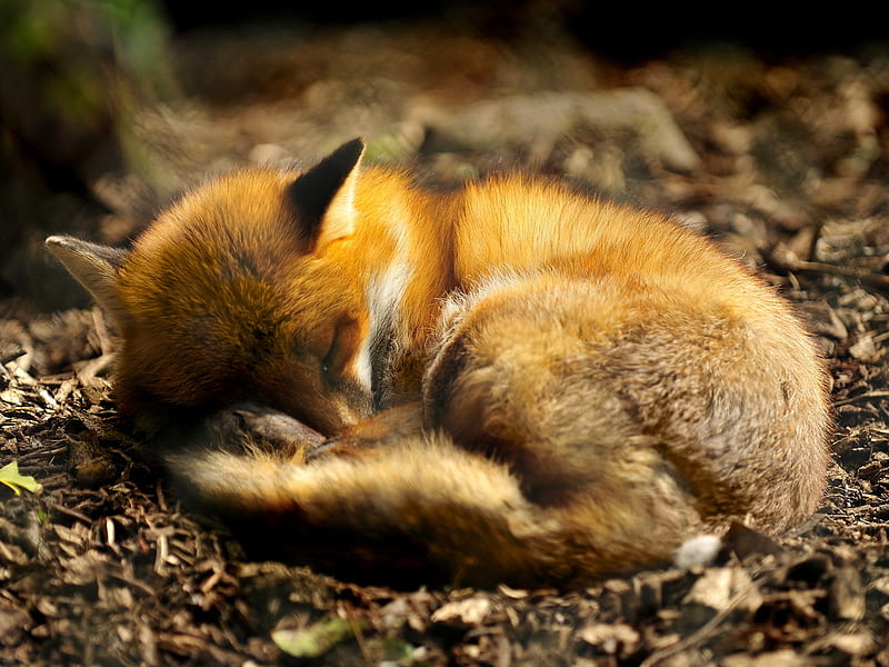 Lazy red fox, sleep, fox, lazy, animal, HD wallpaper