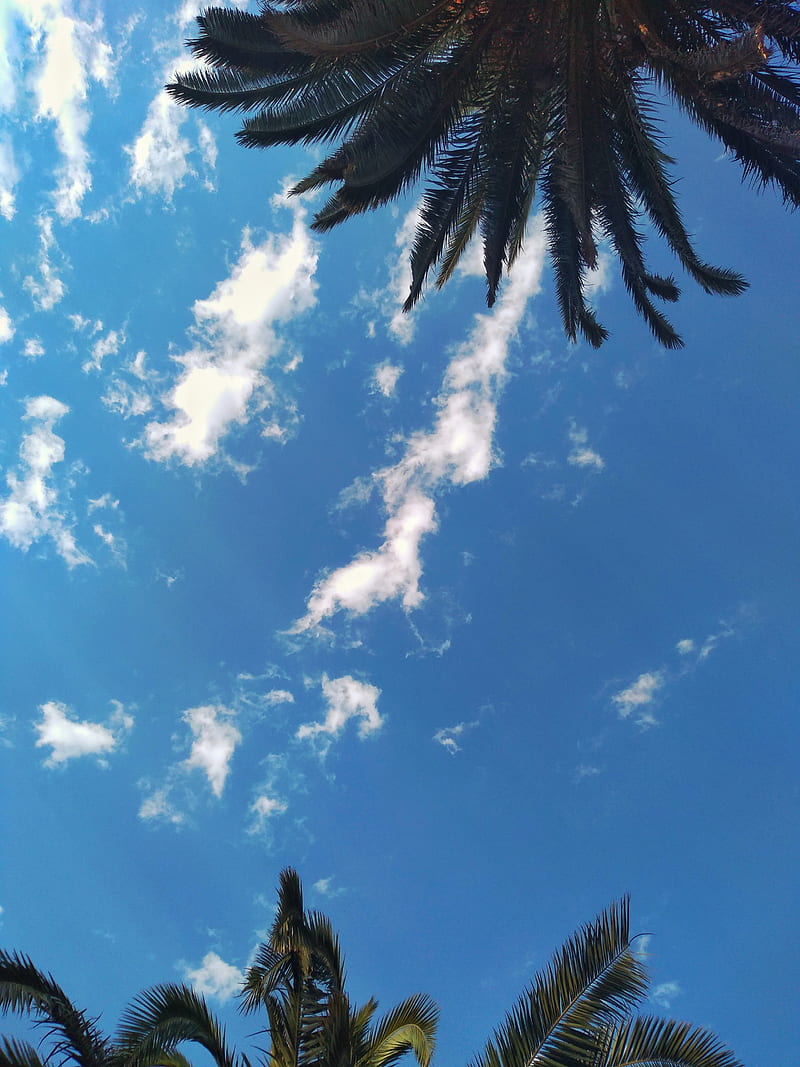 Cloudss, colorful, clouds, palm, palms, sol, sun, tree, trees, HD ...