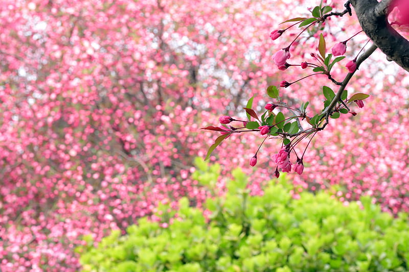 Flowers, Blossom, Apple Blossom, Branch, Spring, HD wallpaper
