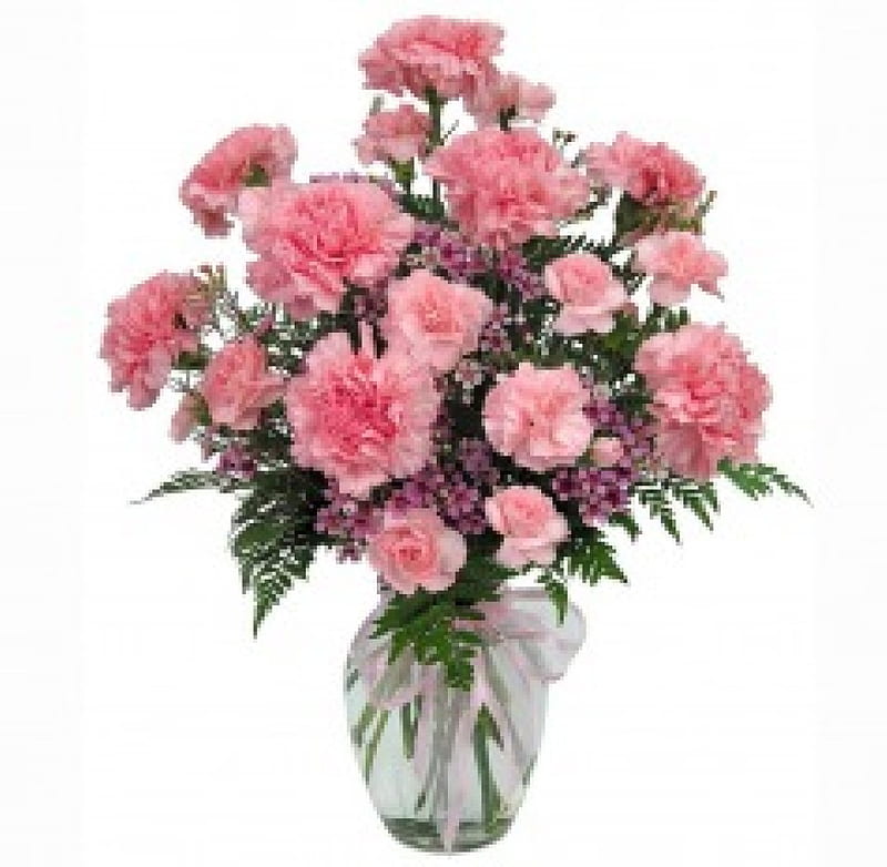 •✿•, arrangements, transparent, background, vase, carnations, bouquet, flowers, nature, white, pink, HD wallpaper