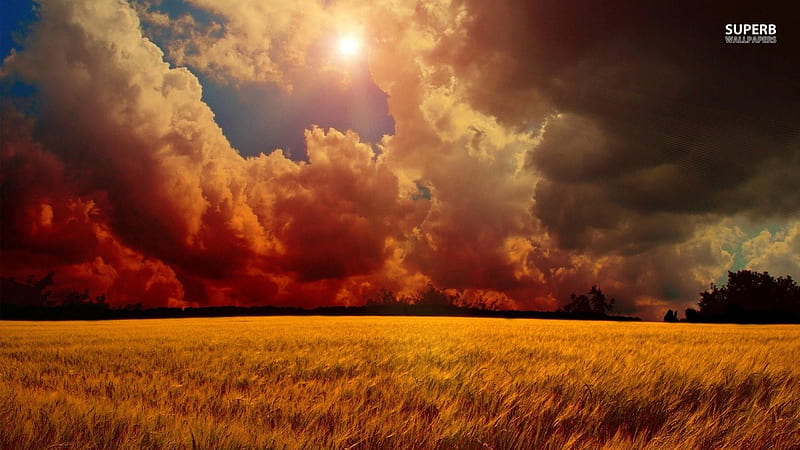 storm-clouds-over-wheat-field, Sunlight, storm, field, wheat, HD wallpaper