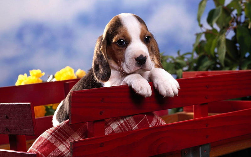 beagle puppy-Cute animals, HD wallpaper