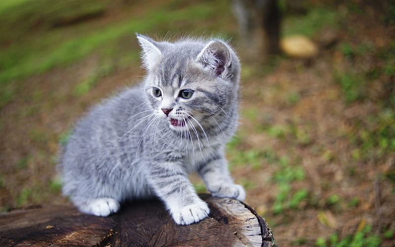 small gray kitten, cute animals, British shorthair kitten, small animals, cats, HD wallpaper