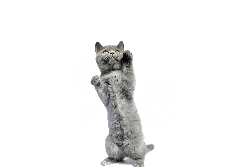 Dancing cat, cute, gris, paw, dance, funny, white, cat, pisica, HD wallpaper  | Peakpx