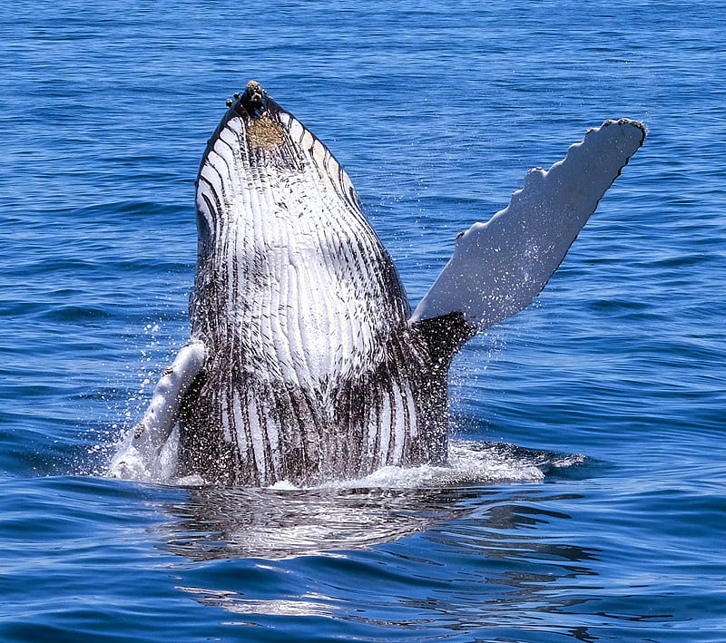 Whales 3, animal, big, large, ocean, sea, whale, HD wallpaper | Peakpx