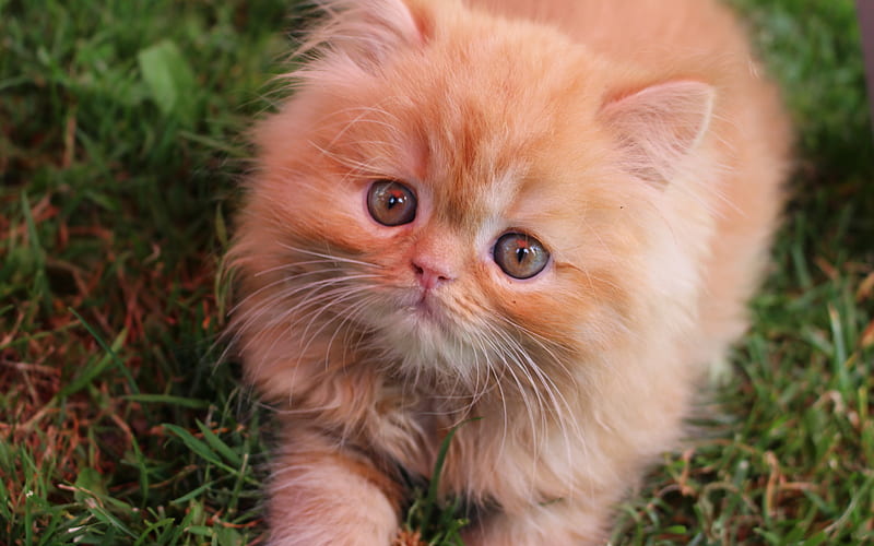 ginger fluffy kitten, small cute cat, gray eyes, kittens, cats, pets, green grass, HD wallpaper