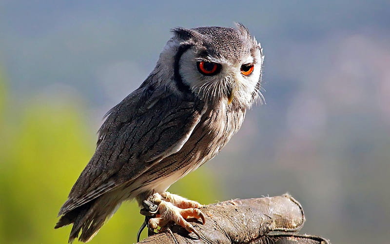 grumpy old owl-Animal, HD wallpaper