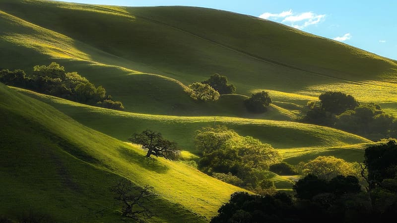 Bay area spring, San Jose, California, meadows, trees, landscape, hills, usa, HD wallpaper