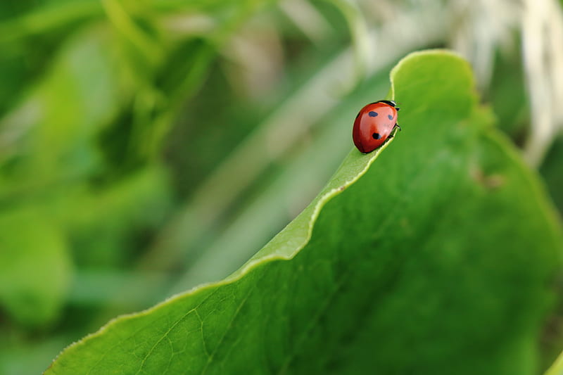 red and black bug on green leaf, HD wallpaper
