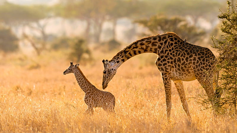 Animal Giraffe And Cub In Yellow Field With Blur Background Animals, HD wallpaper