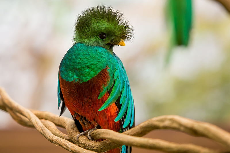Quetzal, red, costa rica, bird, green, feather, pasare, HD wallpaper