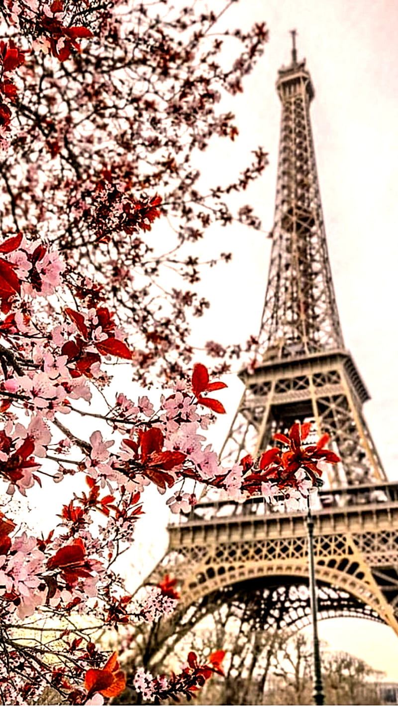 Paris, eiffel, flowers, torre, HD phone wallpaper