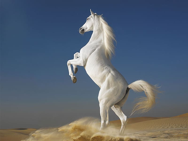 Horse, animal, blue, cal, white, HD wallpaper | Peakpx