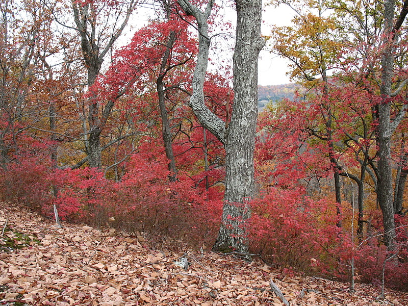 Autumn on Buzzard Roost, hills, forest, autumn, woods, HD wallpaper
