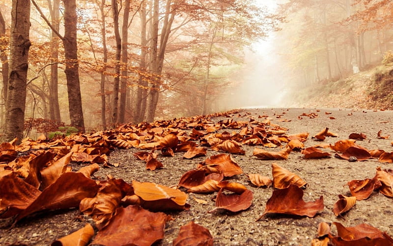 Mystic fall road, forest, autumn, leaves, rod, mist, HD wallpaper | Peakpx