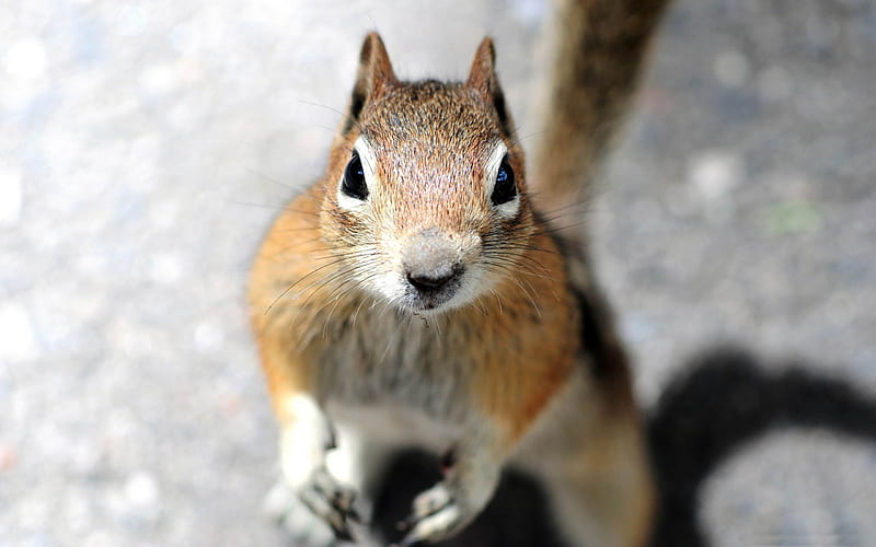 a squirrels face-Wild Animal, HD wallpaper