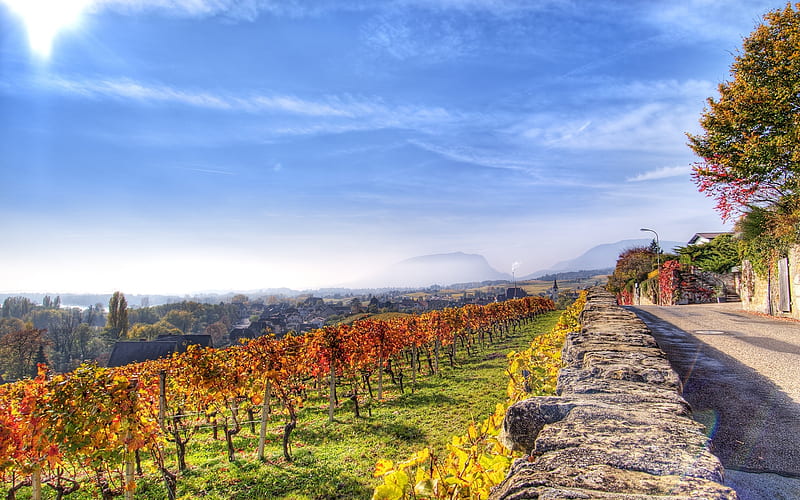 Roadside Vineyard, Landscapes, Vineyards, Fields, Roads, Nature, HD wallpaper