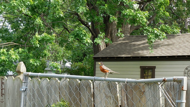 Robin on the Fence, fence, robin redbreast, fow1, bird, robin, American Robin, birds, robins, HD wallpaper