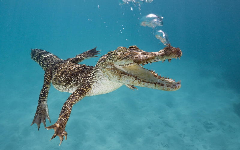 saltwater crocodile-Animal World, HD wallpaper