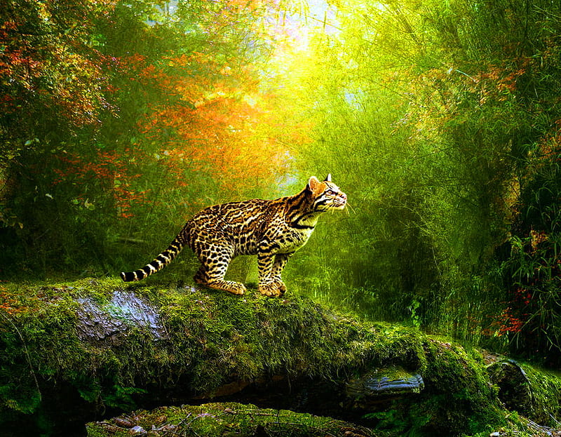 The Ocelot, forest, brown, black, ocelot, trees, cat, spotted, gold, green, white, light, HD wallpaper