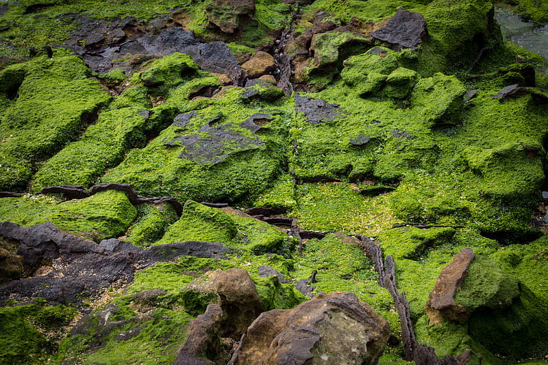 algae covered ground at daytime, HD wallpaper