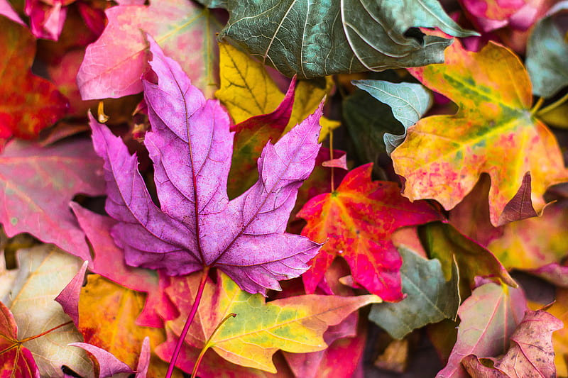 flat lay graphy of purple and red leaves, HD wallpaper