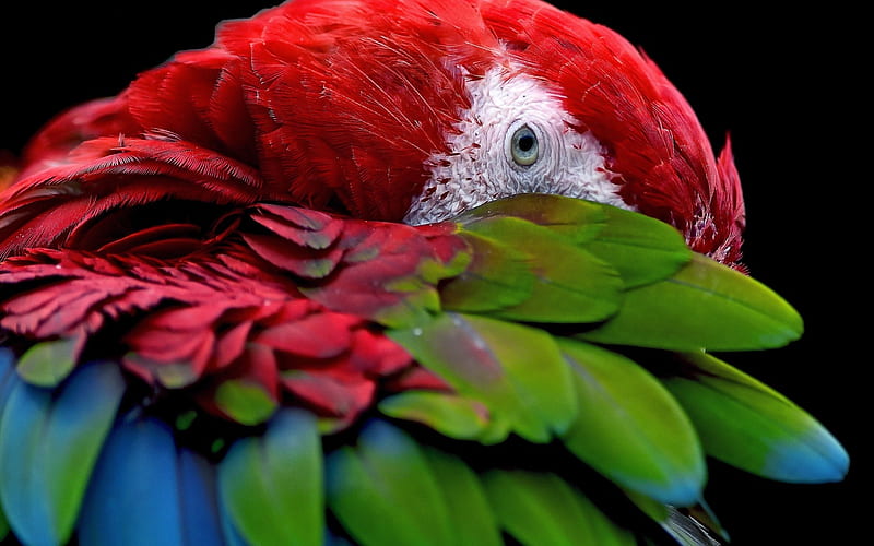 Parrot, red, eye, pasare, black, bird, green, feather, blue, HD wallpaper